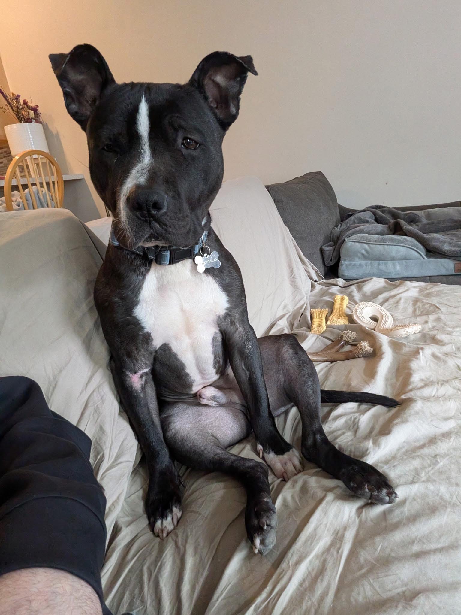 Enlarge Todd , a ADOPTABLE mixed breed in Greenwood, IN image 4/4