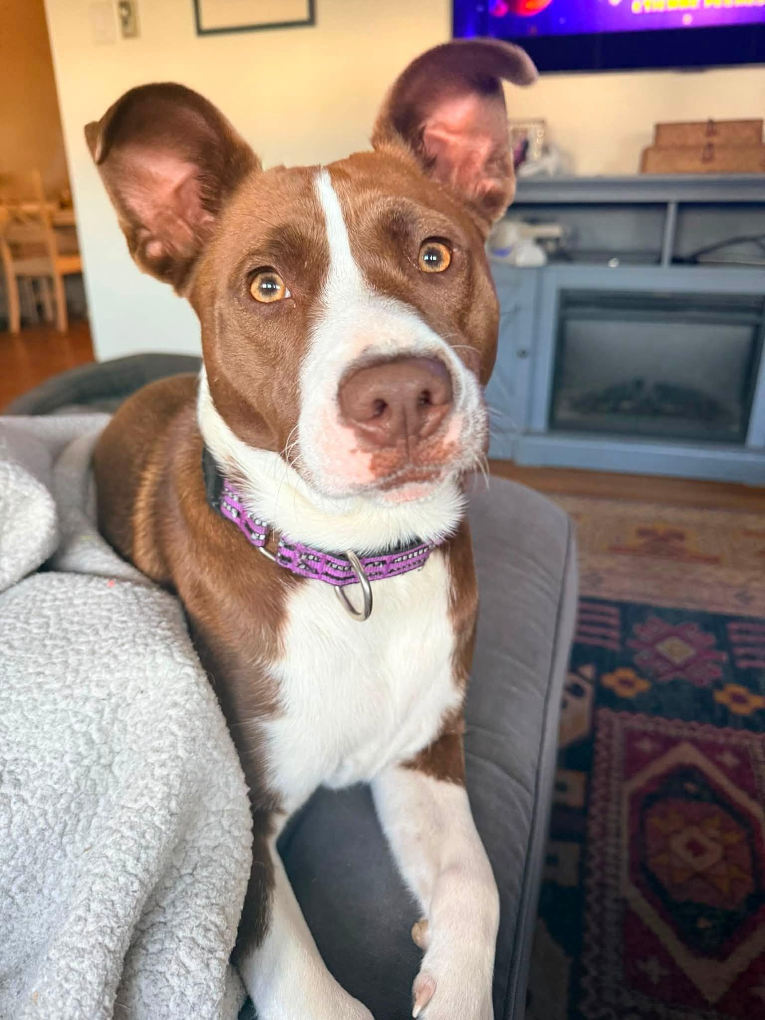Wanda, Adopted, Young Female Collie & Hound.