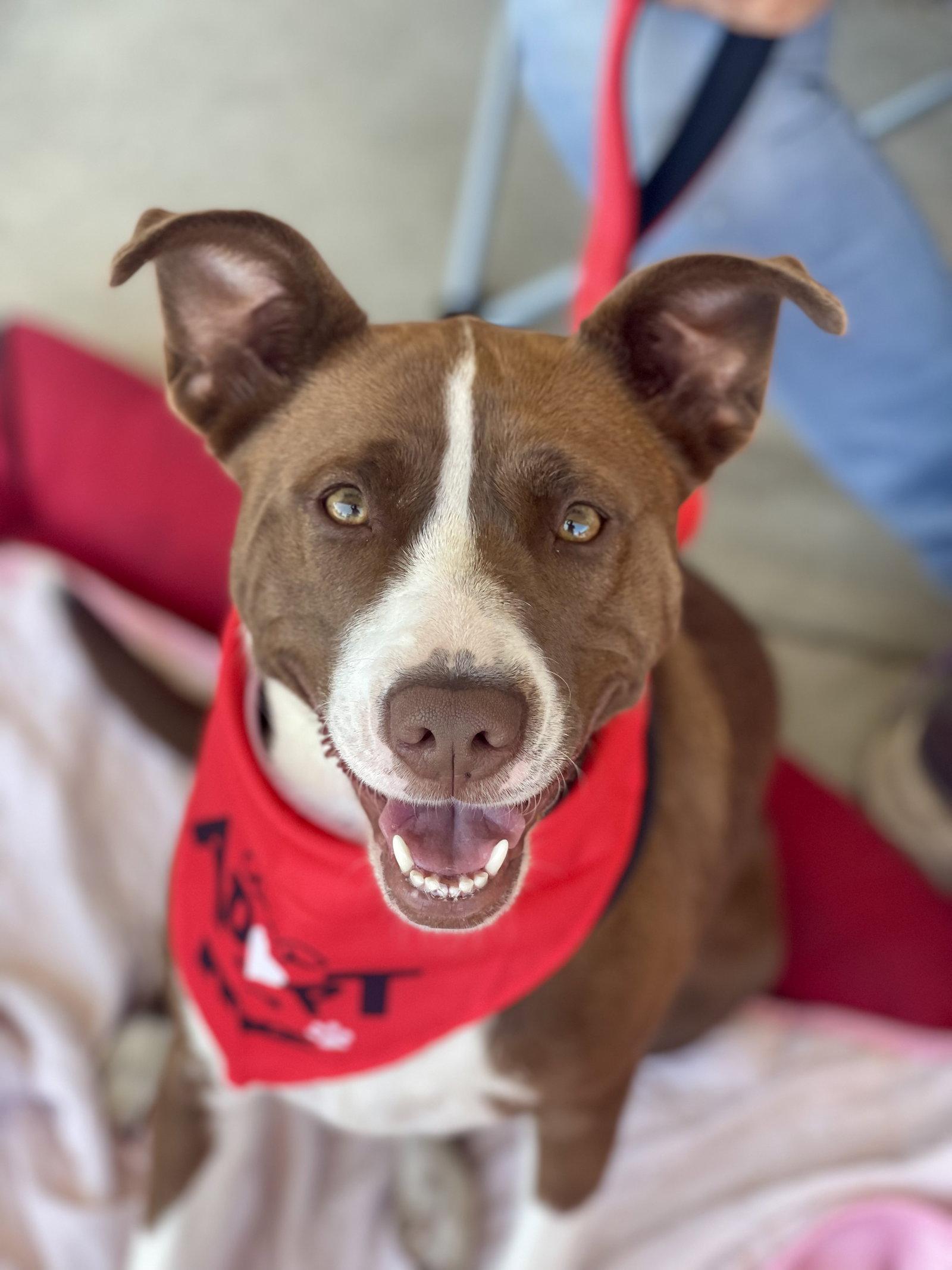 Enlarge Wanda, a Adopted mixed breed in Blackwood, NJ image 3/3