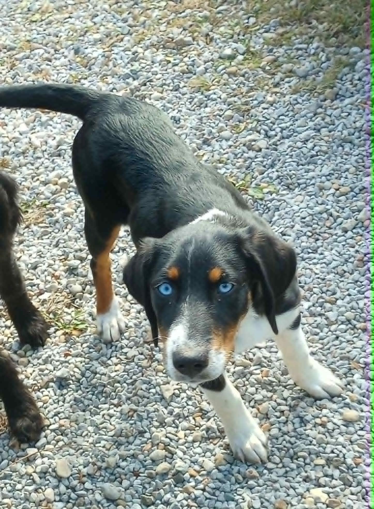MOLLY (only 25 lbs) (ohiosdrescue@gmail.com), ADOPTABLE, Young Female Australian Shepherd & Hound.