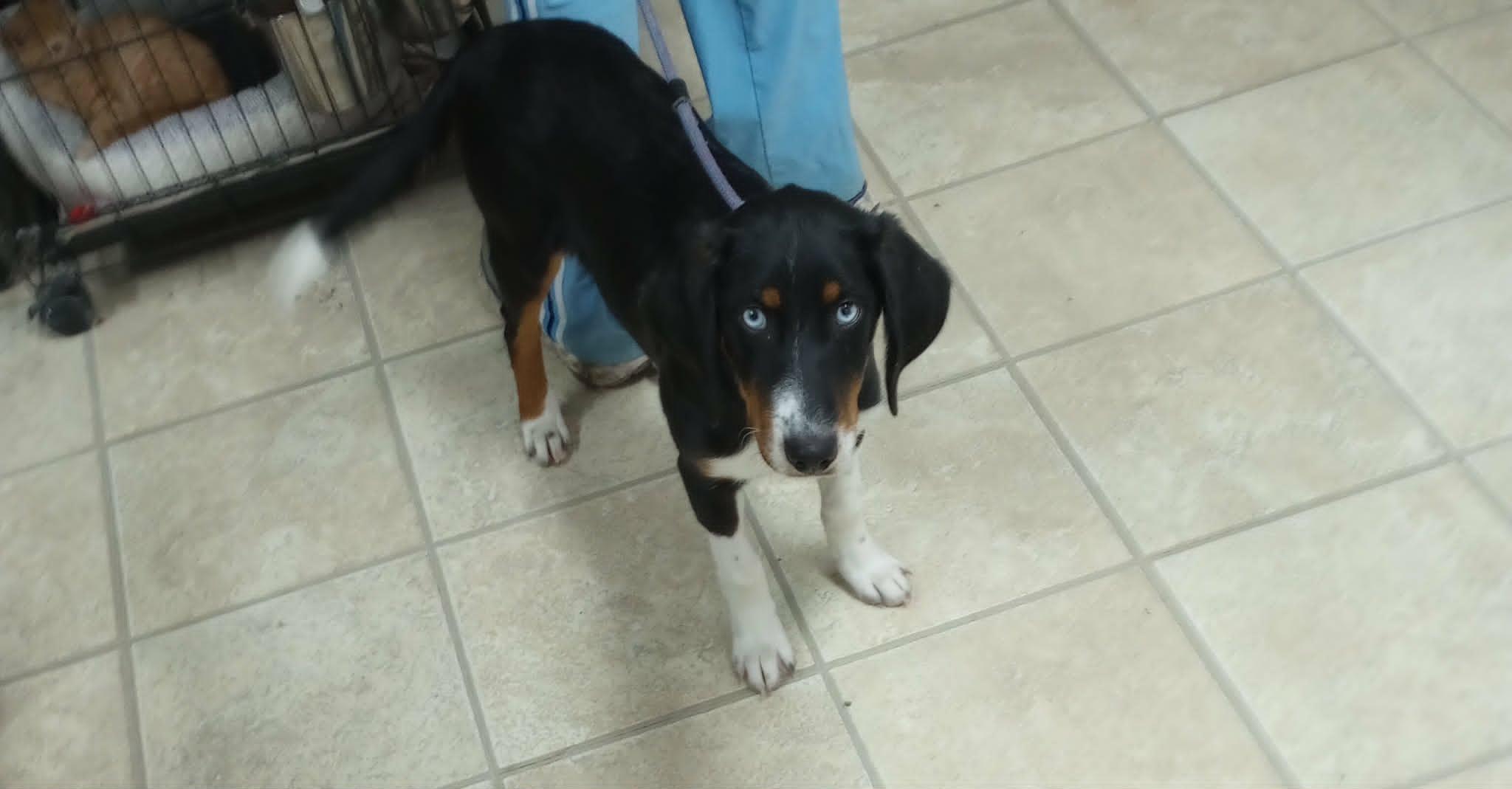 Enlarge MOLLY (only 25 lbs) (ohiosdrescue@gmail.com), a ADOPTABLE mixed breed in Rossford, OH image 2/2