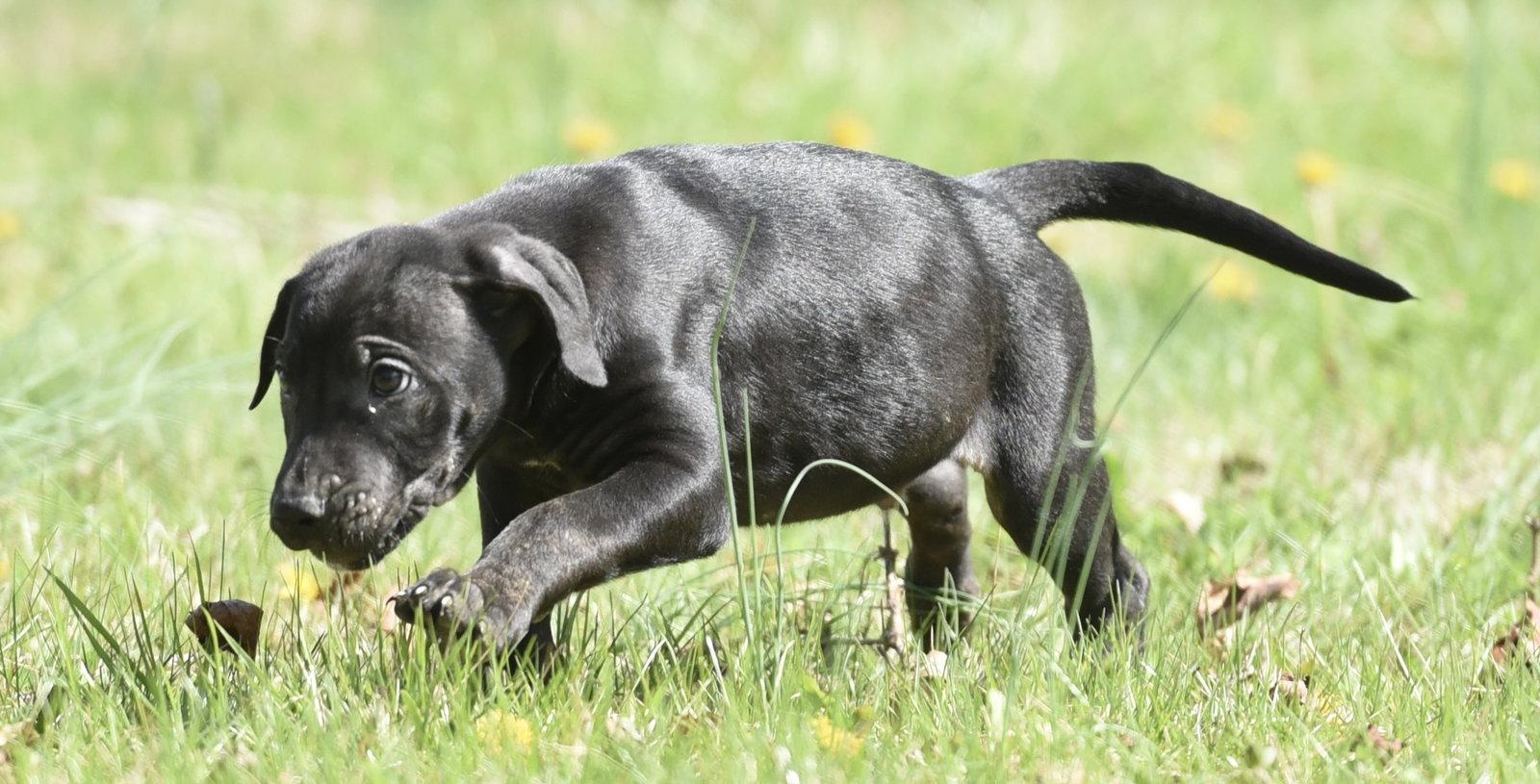 Polo, Adoptable, Puppy Male Pit Bull Terrier.