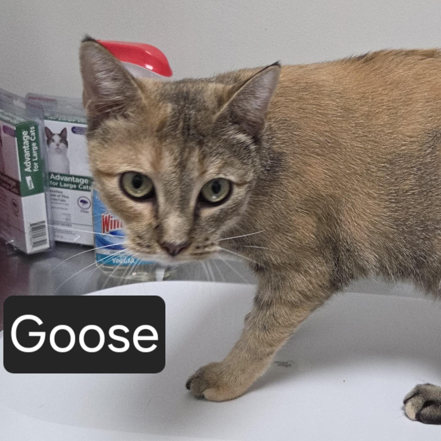 Enlarge Goose, a Adoptable Domestic Short Hair in Snow Hill, NC image 1/1