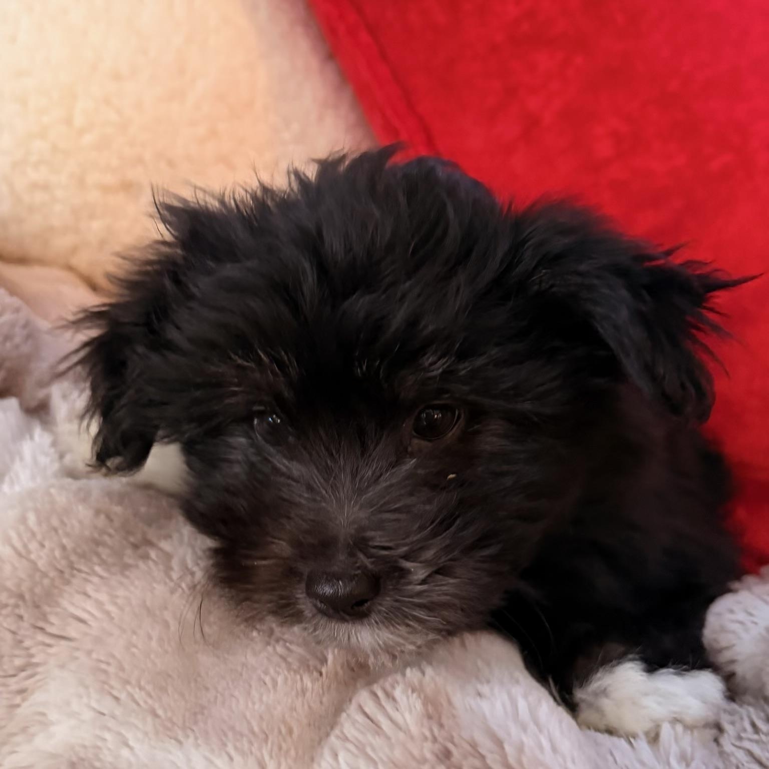 Enlarge Betty , an adopted mixed breed in North Freedom, WI image 2/3