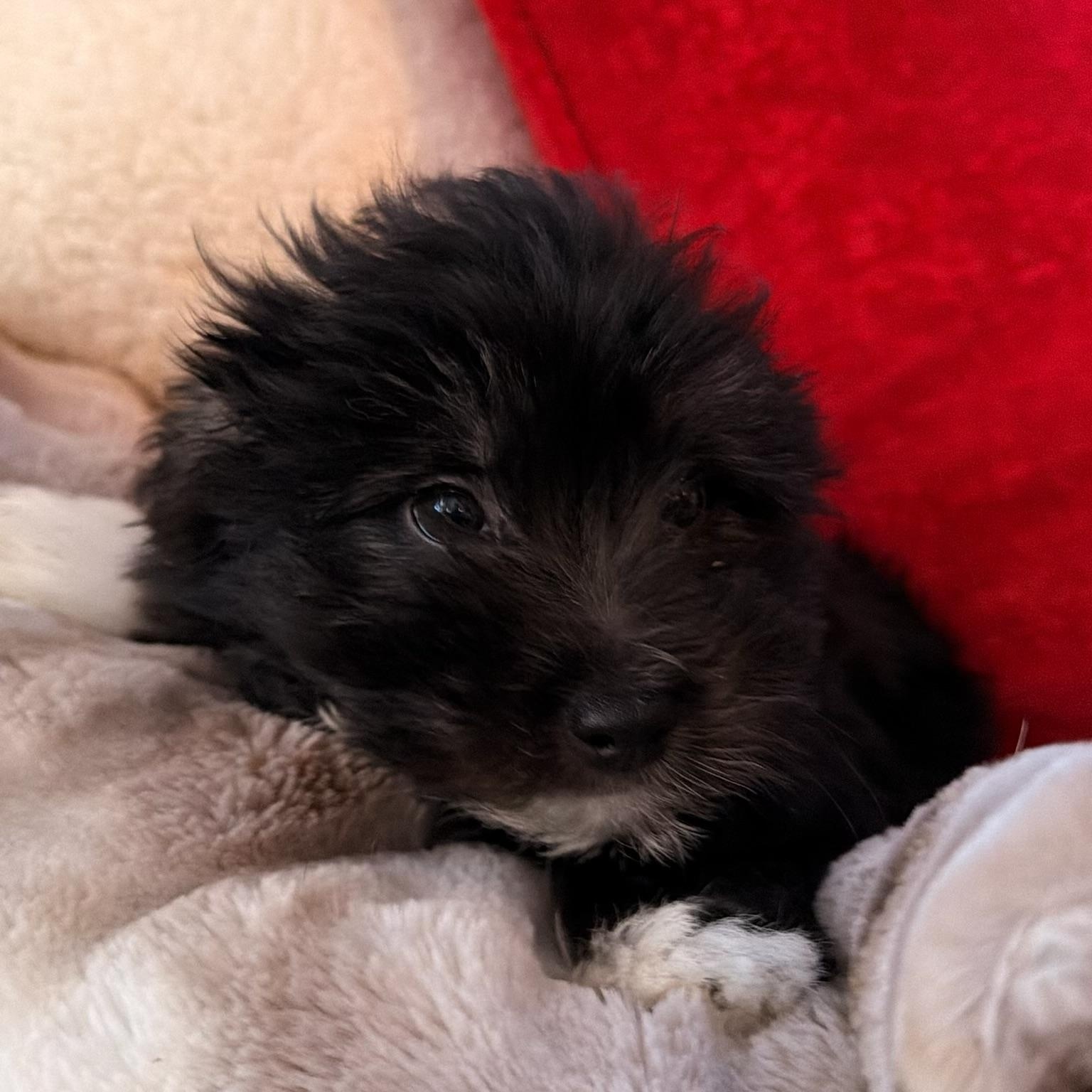 Enlarge Betty , an adopted mixed breed in North Freedom, WI image 3/3