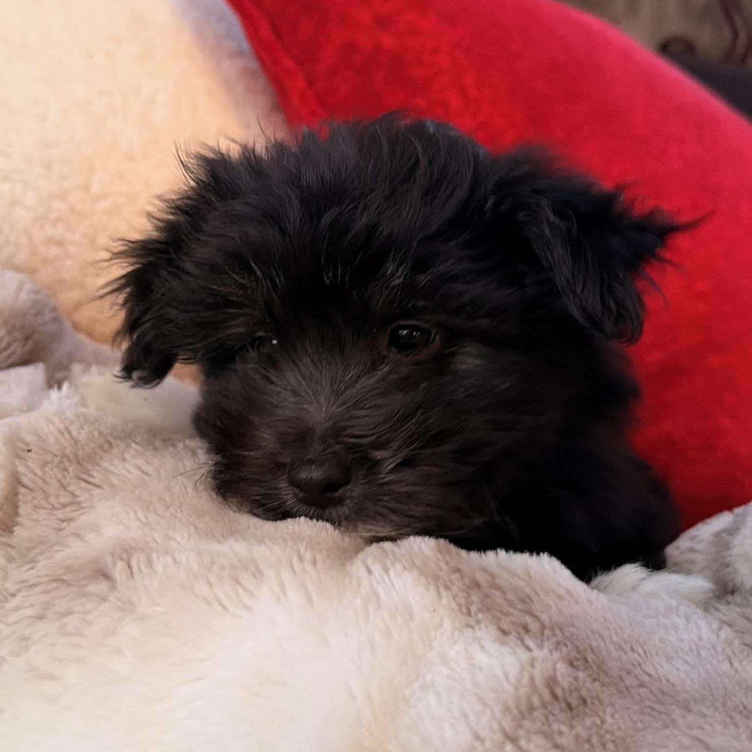 Enlarge Betty , an adopted mixed breed in North Freedom, WI image 1/3