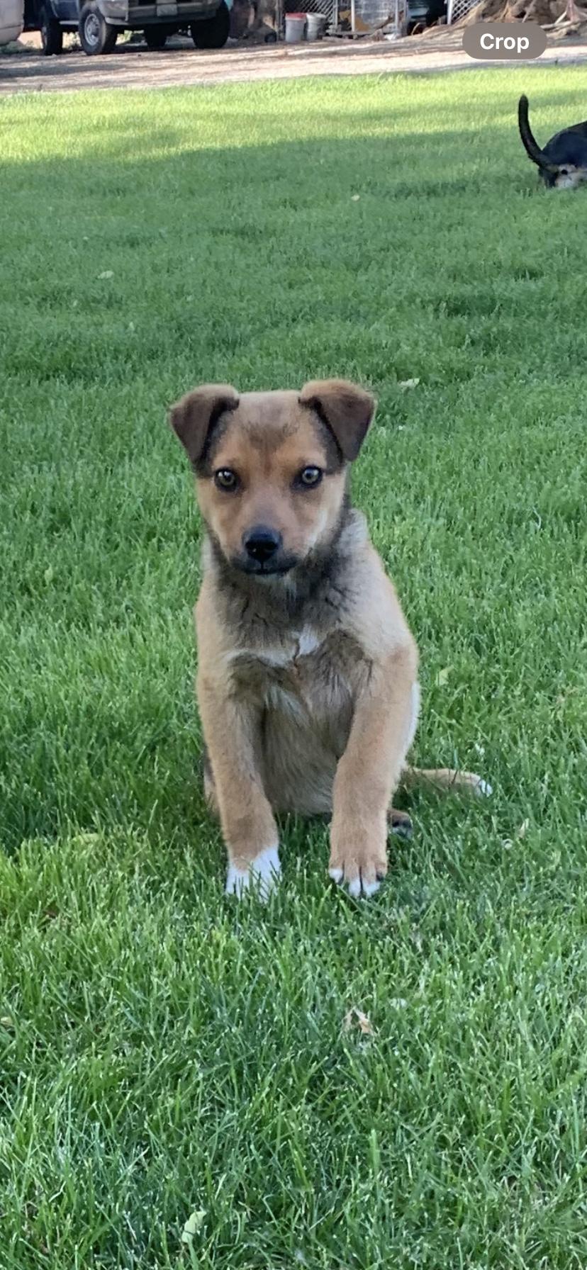 Darla, a Adoptable mixed breed in Walla Walla, WA image 2/5