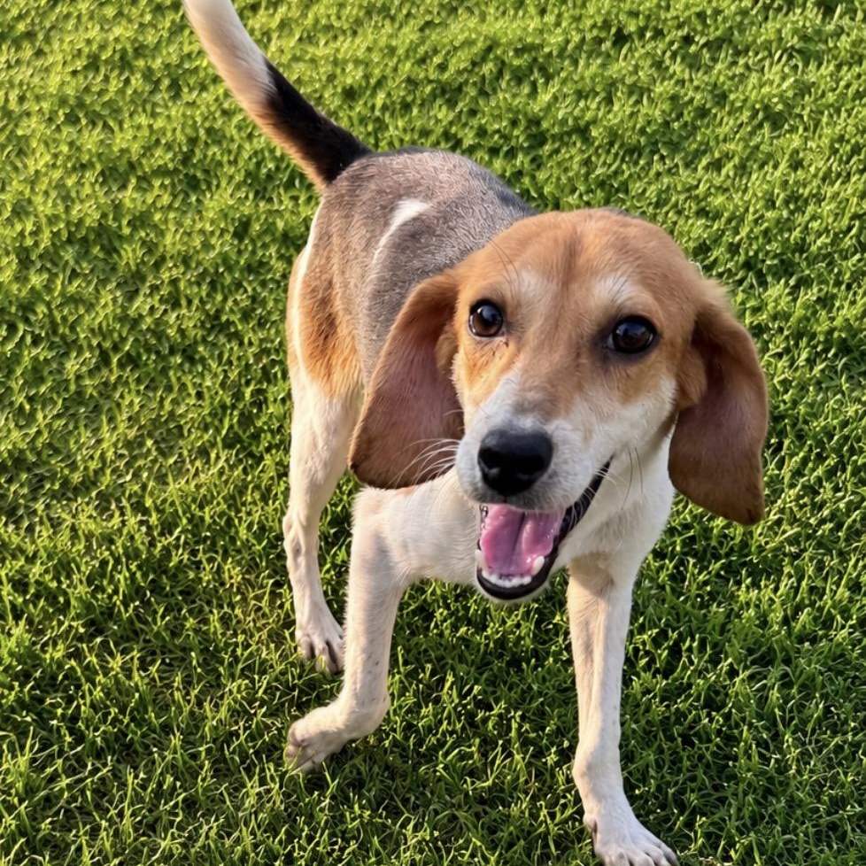 Gabby, ADOPTABLE, Young Female Beagle & Hound.