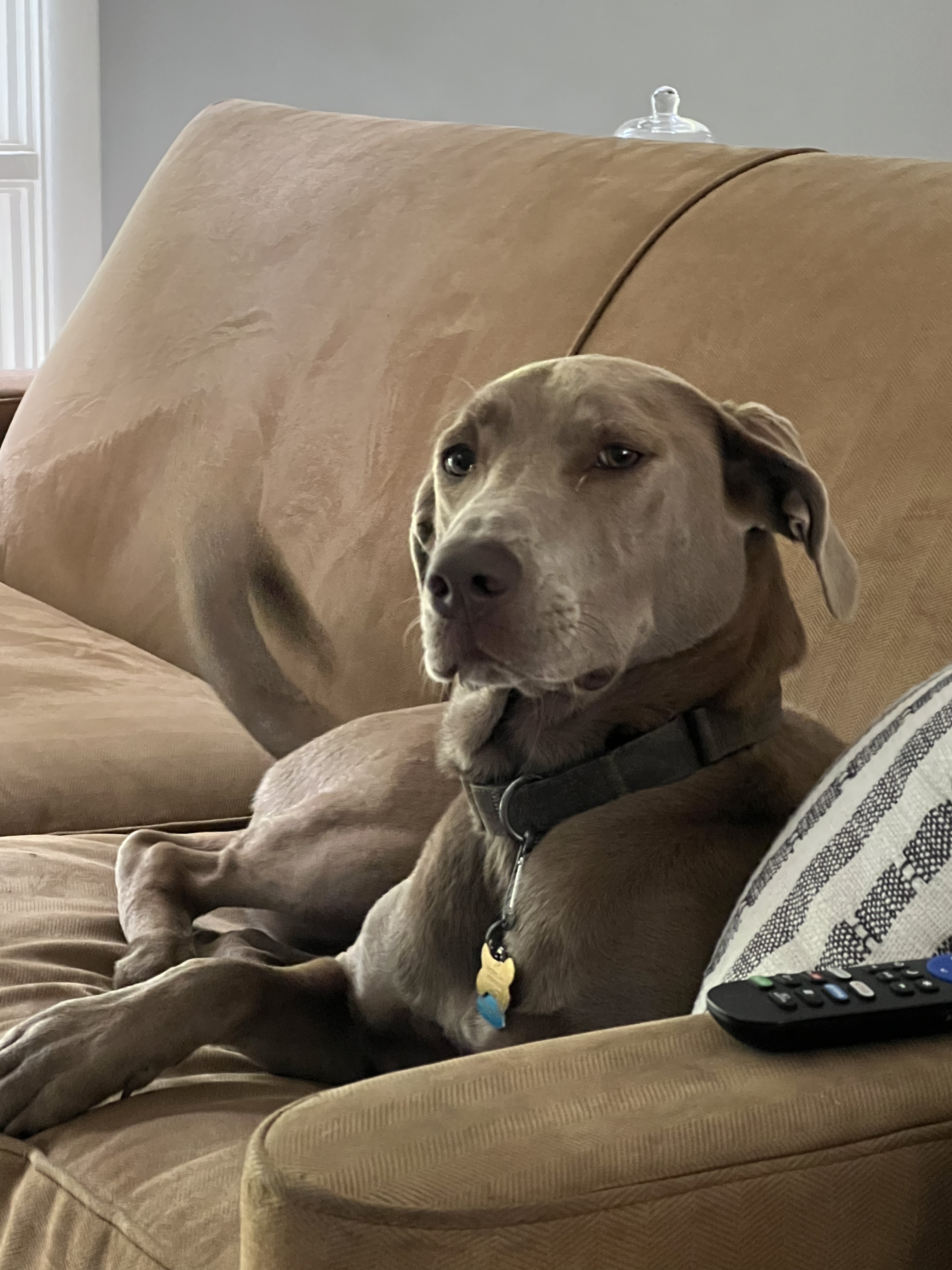 Enlarge Blue, a Adopted mixed breed in Stamford, CT image 1/4