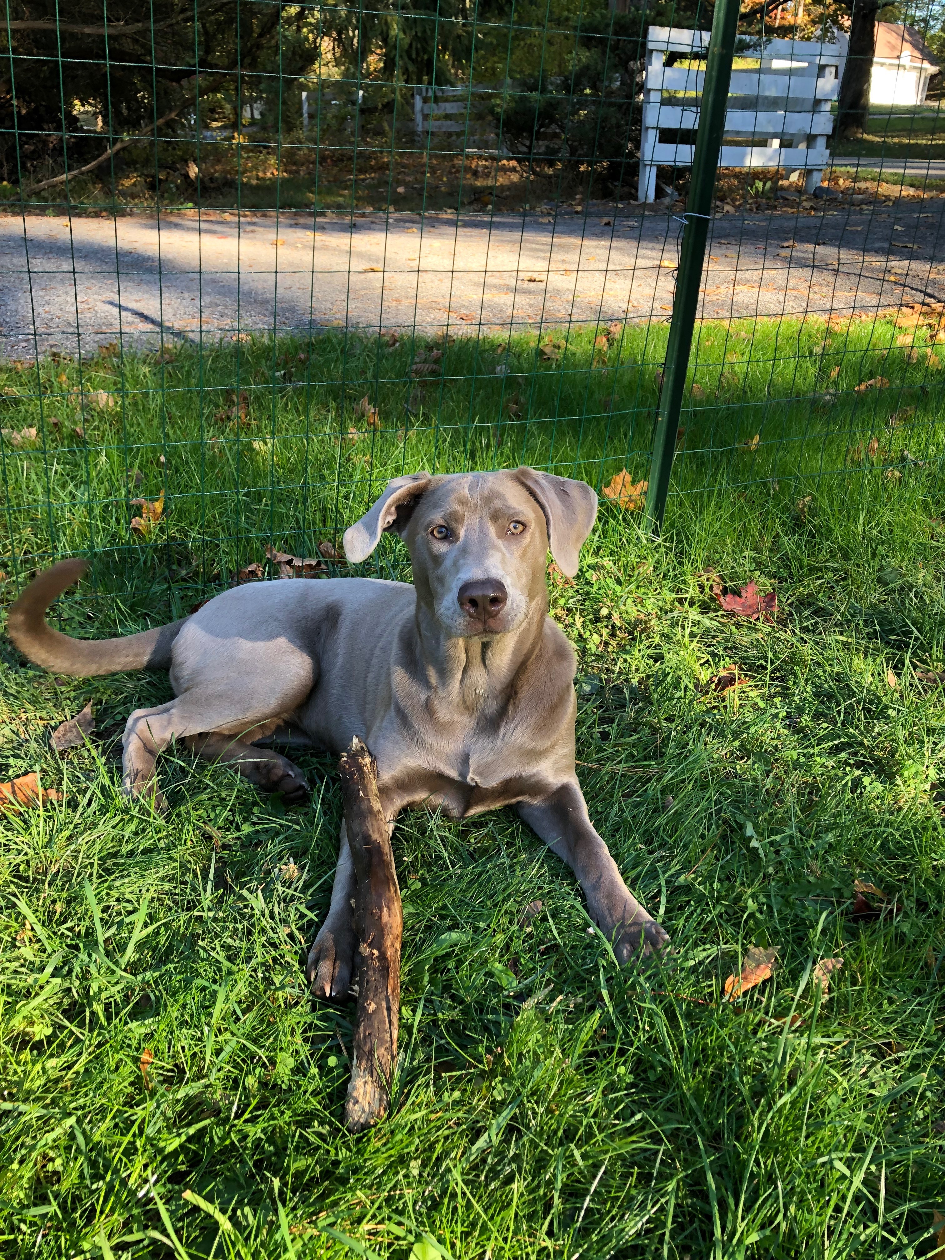 Enlarge Blue, a Adopted mixed breed in Stamford, CT image 2/4