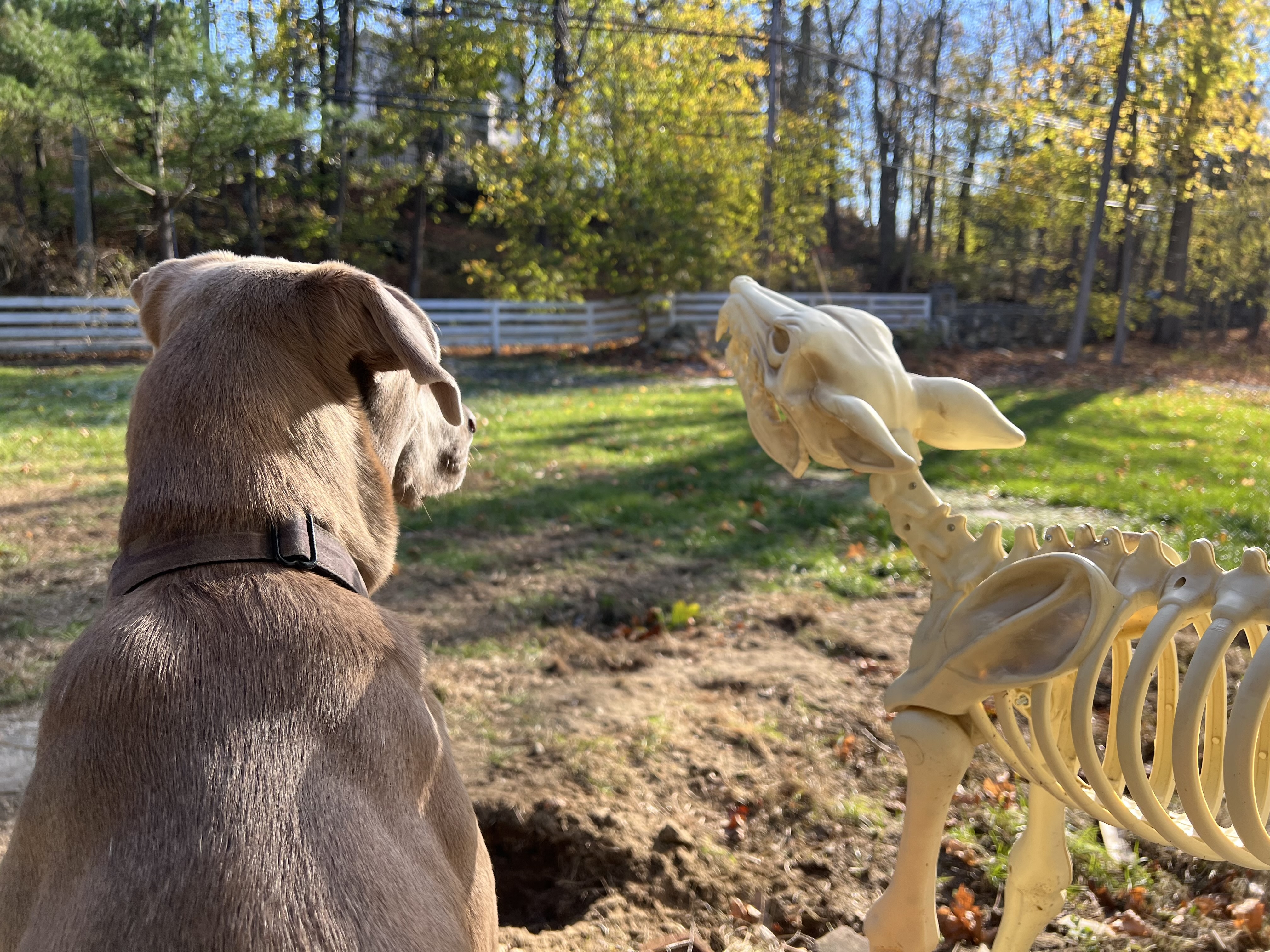 Enlarge Blue, a Adopted mixed breed in Stamford, CT image 3/4