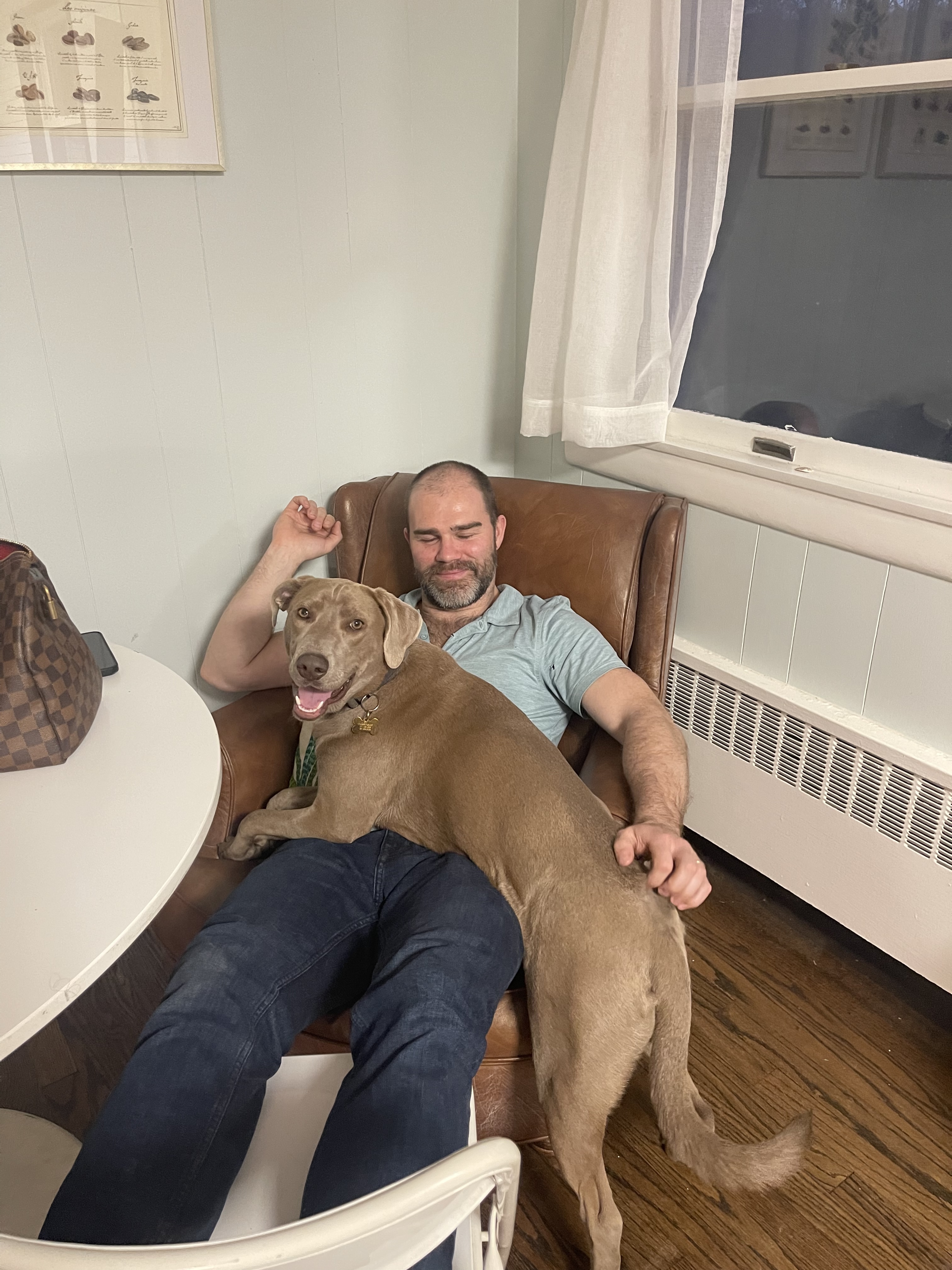 Enlarge Blue, a Adopted mixed breed in Stamford, CT image 4/4