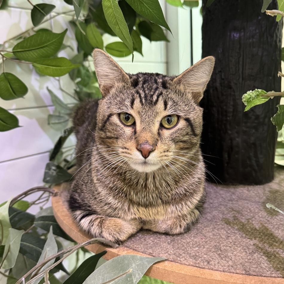 Enlarge Tenderloin, a Adoptable Domestic Short Hair in Jupiter, FL image 1/2