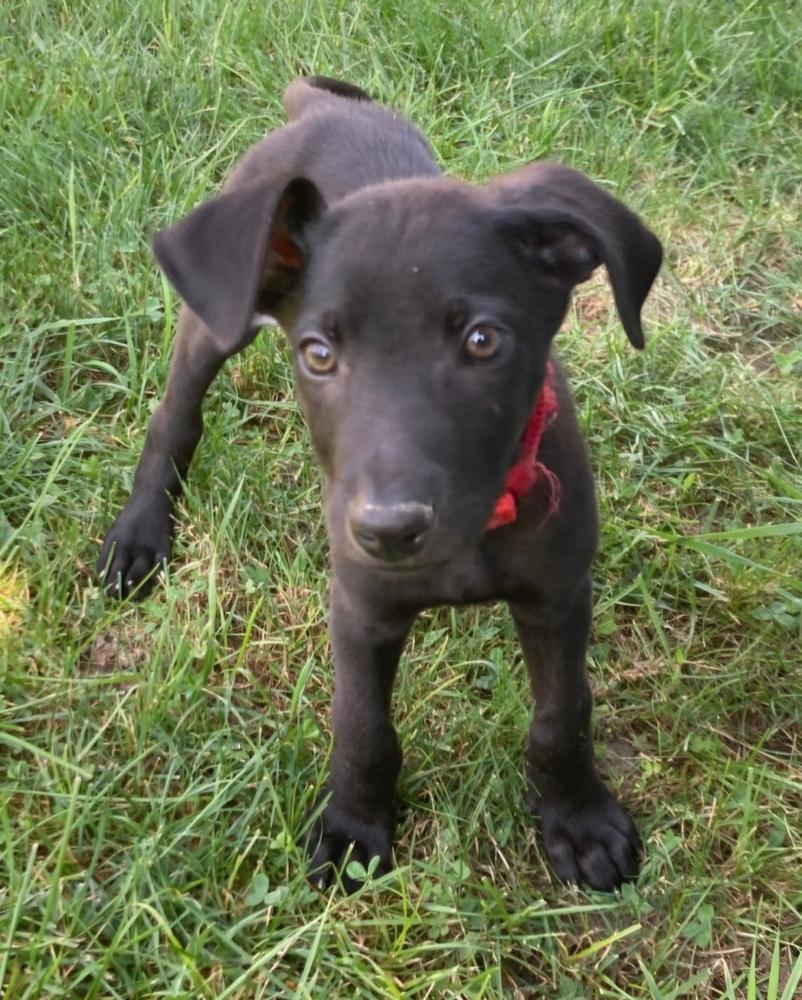 Smudge, Adoptable, Puppy Male Weimaraner & German Shepherd Dog.