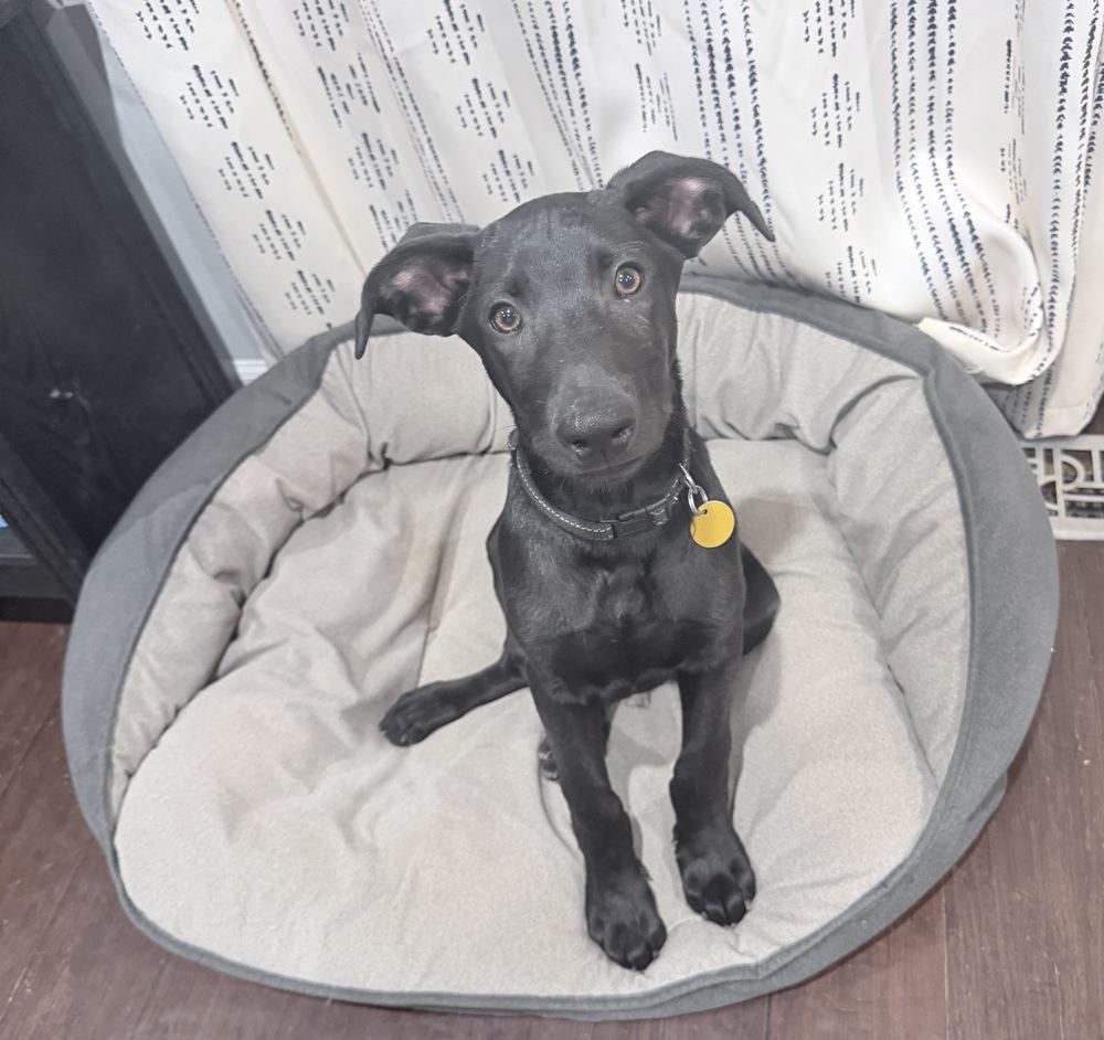 Enlarge Smudge, a Adoptable mixed breed in Loveland, OH image 2/6