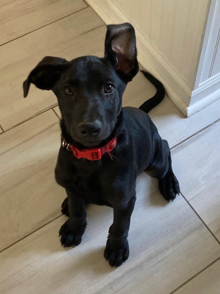 Enlarge Smudge, a Adoptable mixed breed in Loveland, OH image 3/6