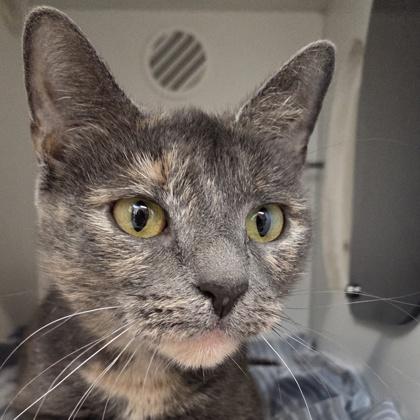 Snickers, Adoptable, Adult Female Domestic Short Hair & Domestic Short Hair.
