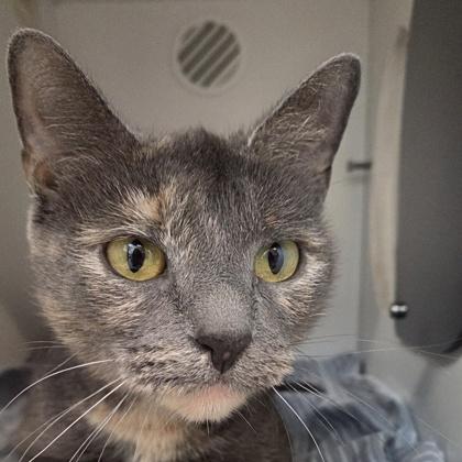 Snickers, Adoptable, Adult Female Domestic Short Hair & Domestic Short Hair.