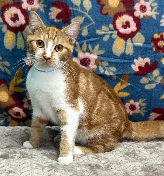 Enlarge 251164  Mochi, a Adoptable Domestic Short Hair in Wetumpka, AL image 1/3