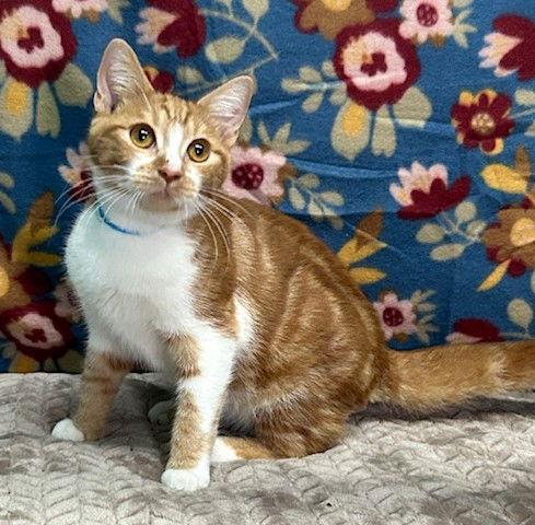 Enlarge 251164  Mochi, a Adoptable Domestic Short Hair in Wetumpka, AL image 2/3