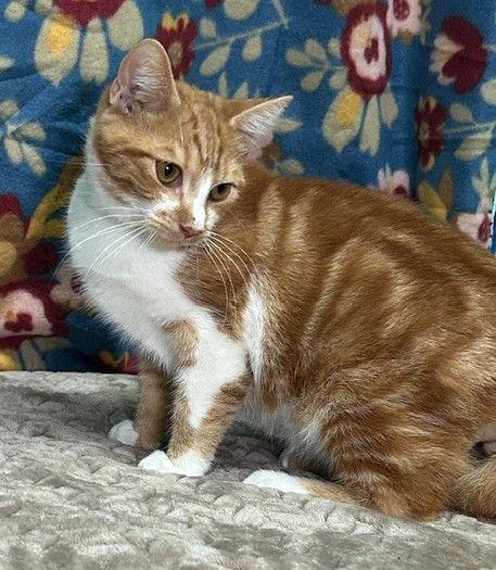 Enlarge 251164  Mochi, a Adoptable Domestic Short Hair in Wetumpka, AL image 3/3