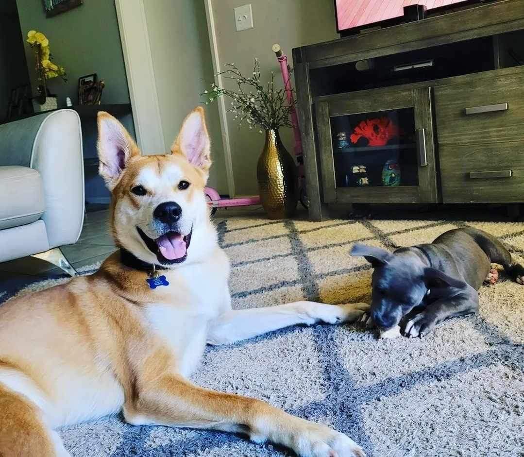 Edward, a Adoptable mixed breed in Port Saint Lucie, FL image 1/5