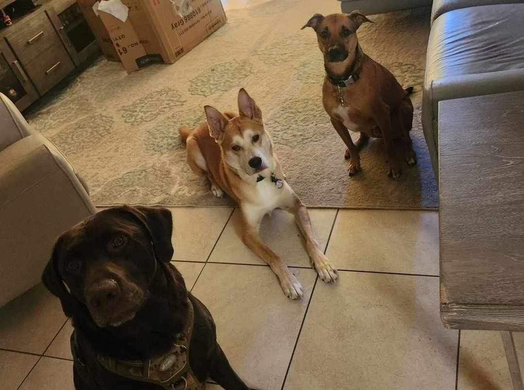 Edward, a Adoptable mixed breed in Port Saint Lucie, FL image 2/5