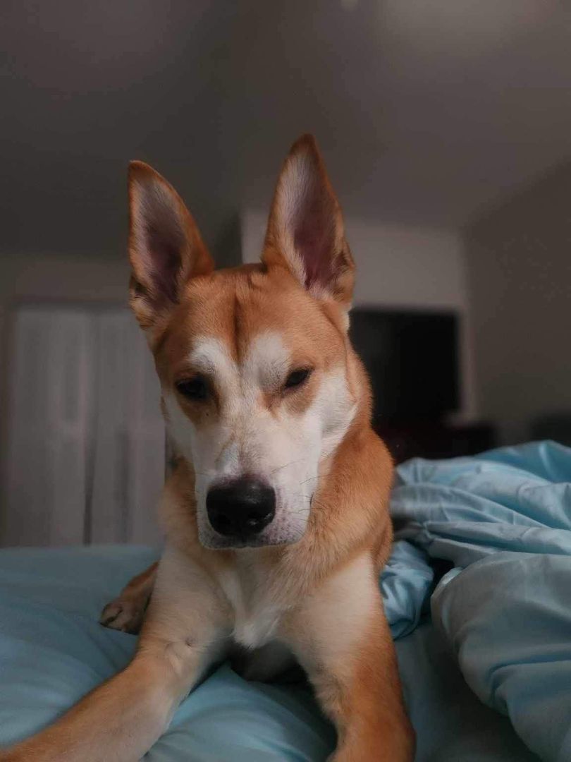 Edward, a Adoptable mixed breed in Port Saint Lucie, FL image 4/5