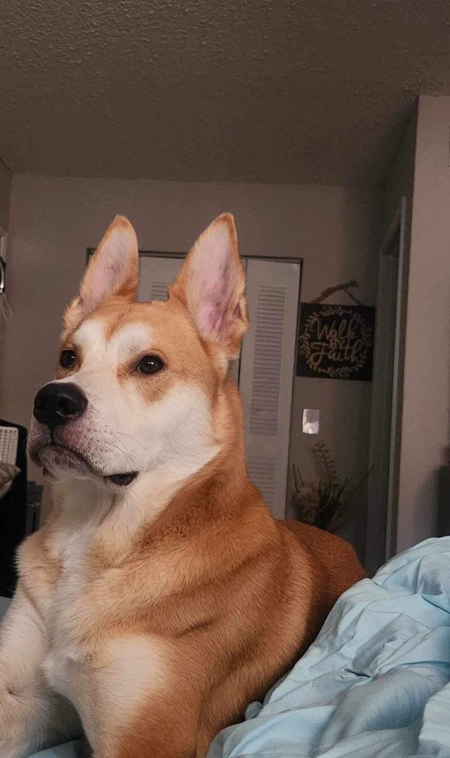 Edward, a Adoptable mixed breed in Port Saint Lucie, FL image 5/5