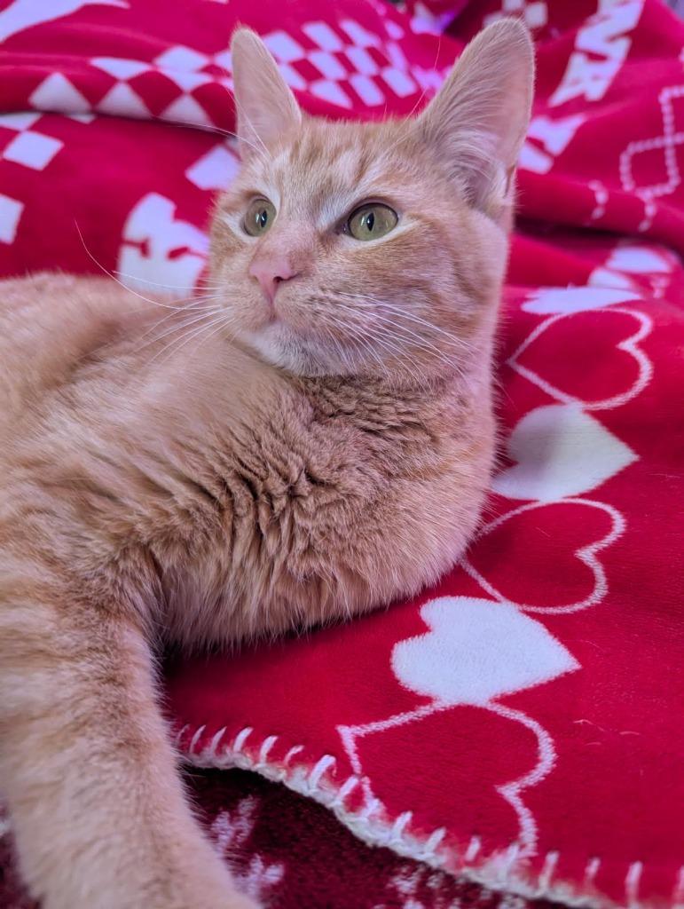 Trixie, Adoptable, Kitten Female Domestic Short Hair.