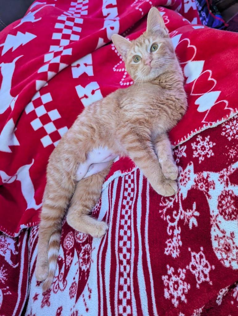 Trixie, a Adoptable mixed breed in Gillette, WY image 2/3