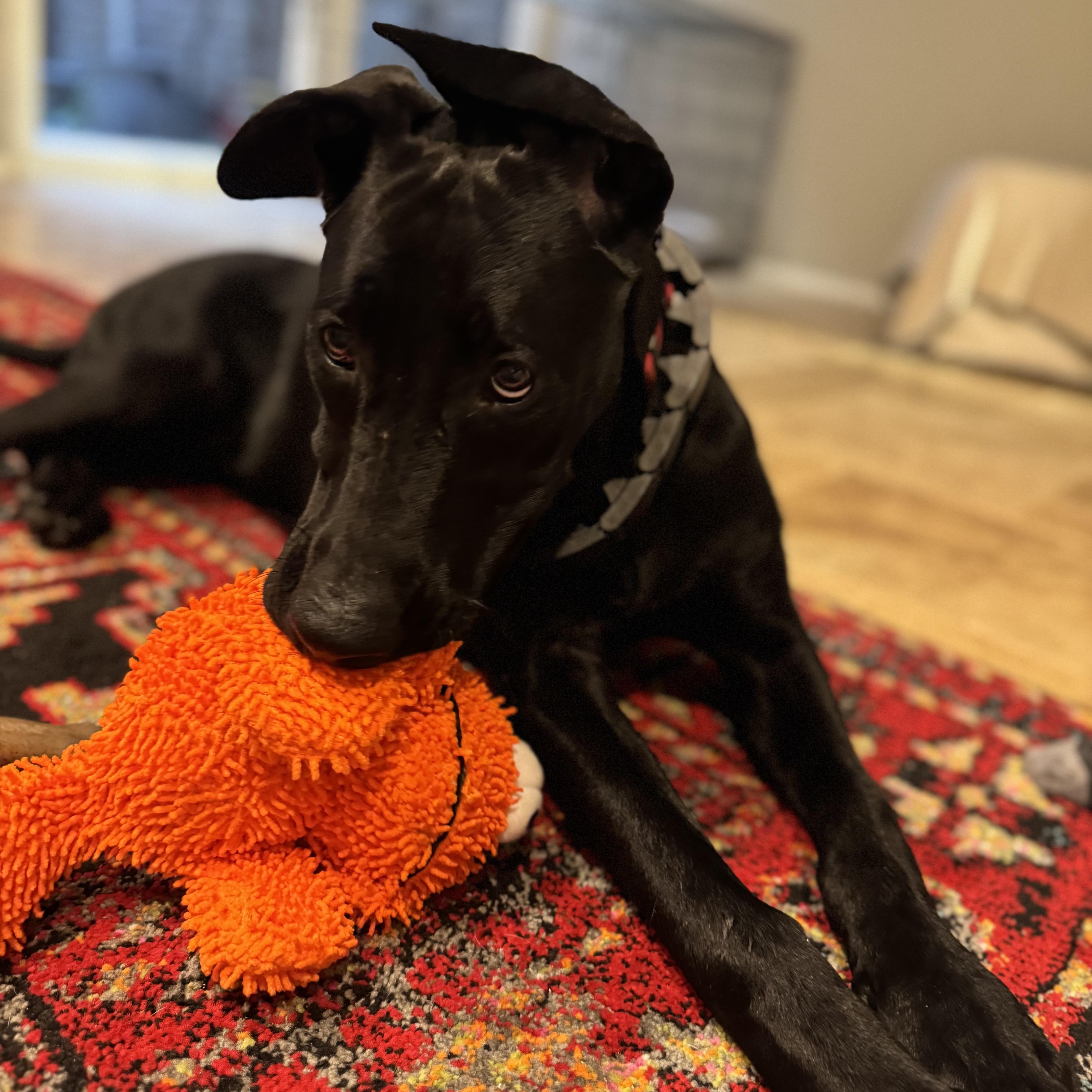 Enlarge Annie, an adoptable mixed breed in Plano, TX image 2/6