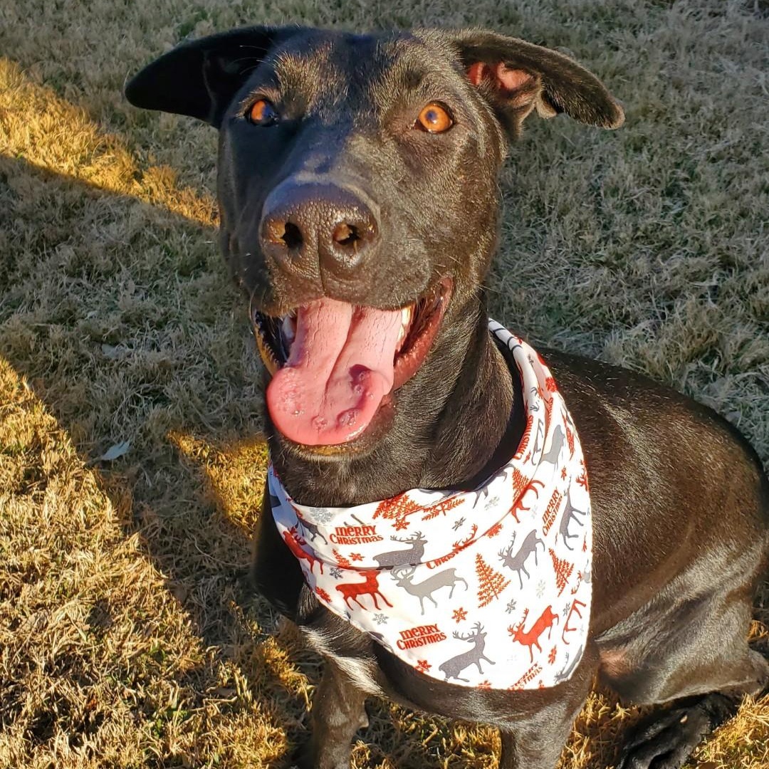 Annie, adoptable, Young Female Labrador Retriever.