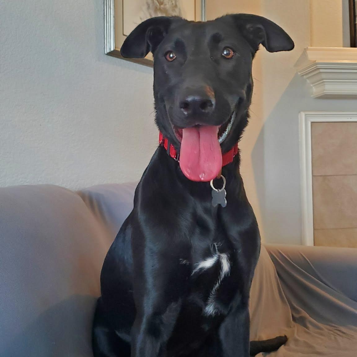 Annie, adoptable, Young Female Labrador Retriever & Great Dane.