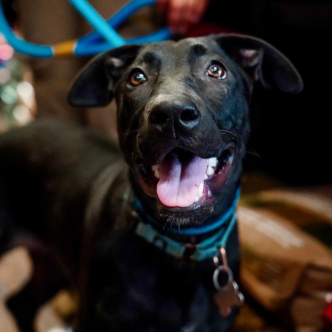 Enlarge Annie, an adoptable mixed breed in Plano, TX image 3/6