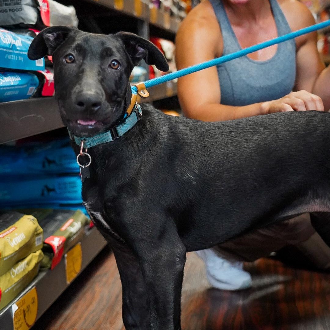 Enlarge Annie, an adoptable mixed breed in Plano, TX image 5/6