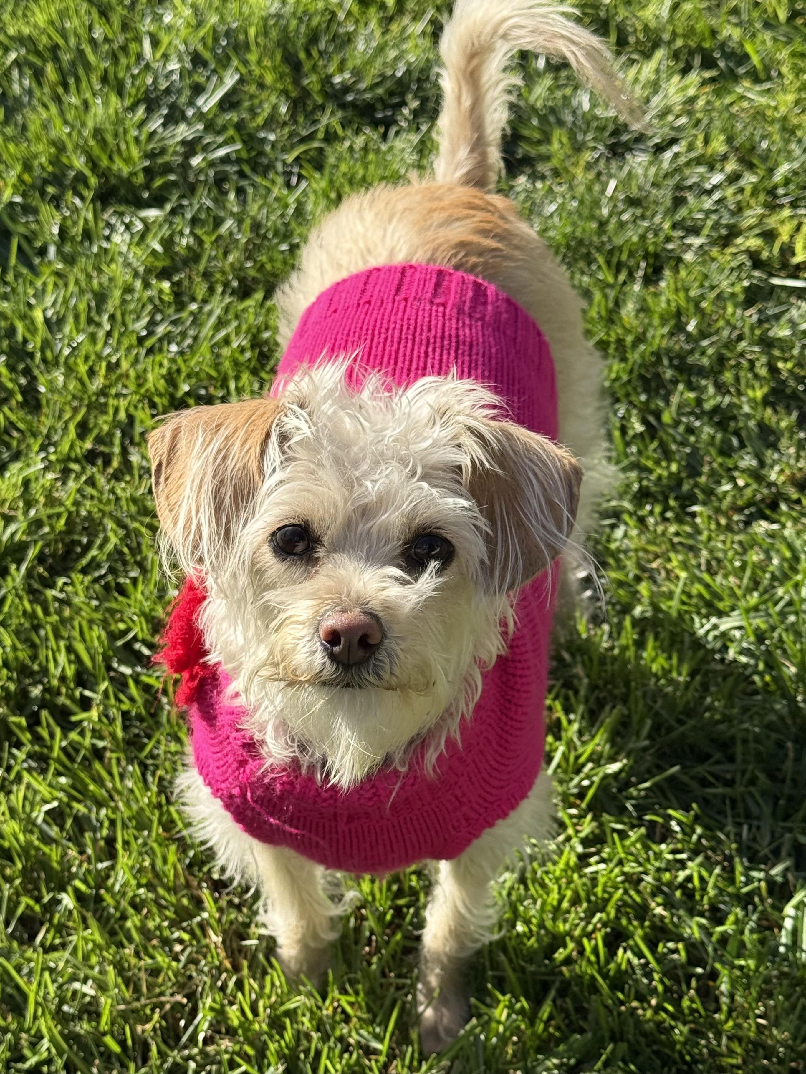 Enlarge Sally, an adoption pending mixed breed in Danville, CA image 1/4