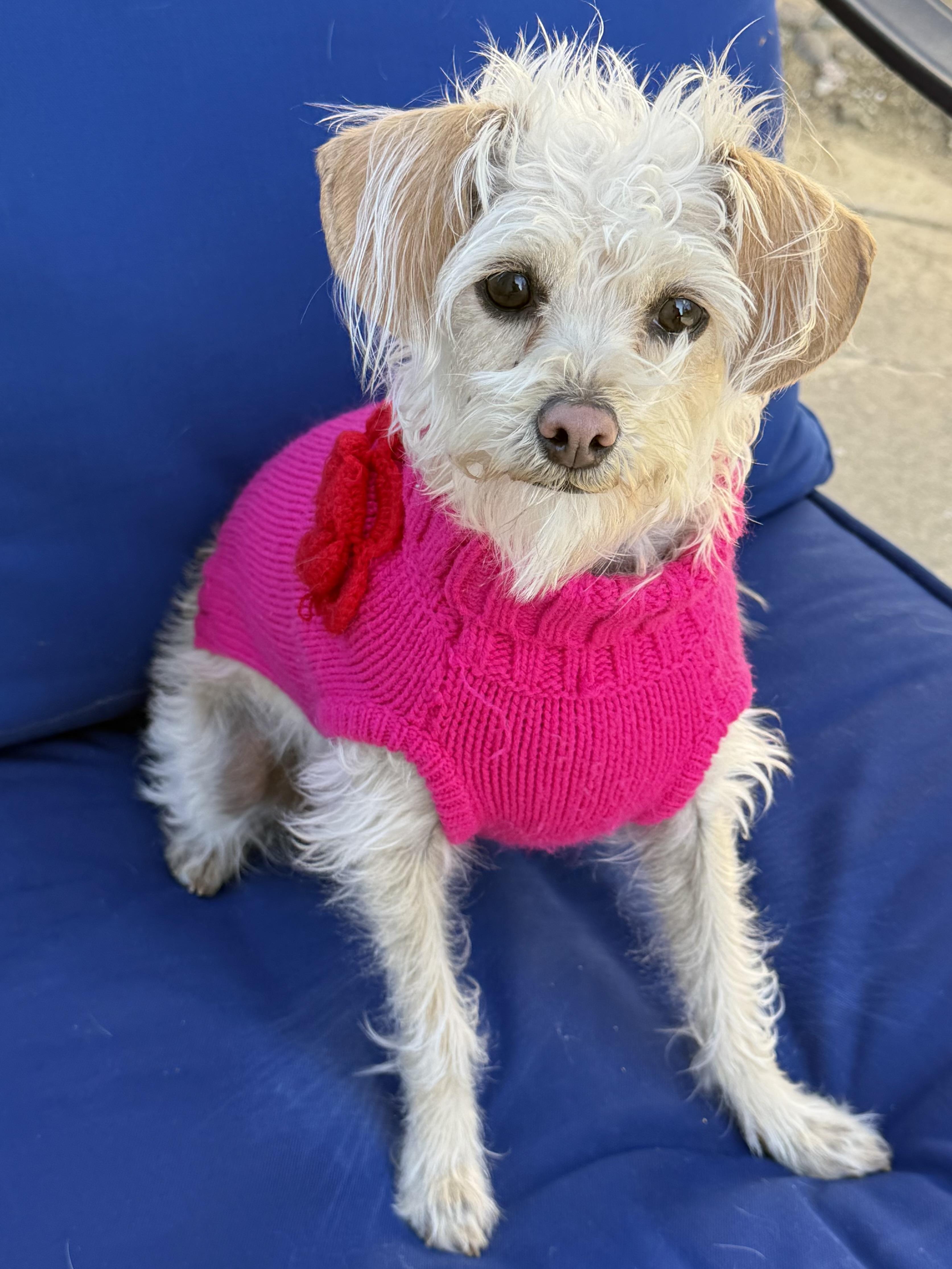 Enlarge Sally, an adoption pending mixed breed in Danville, CA image 4/4