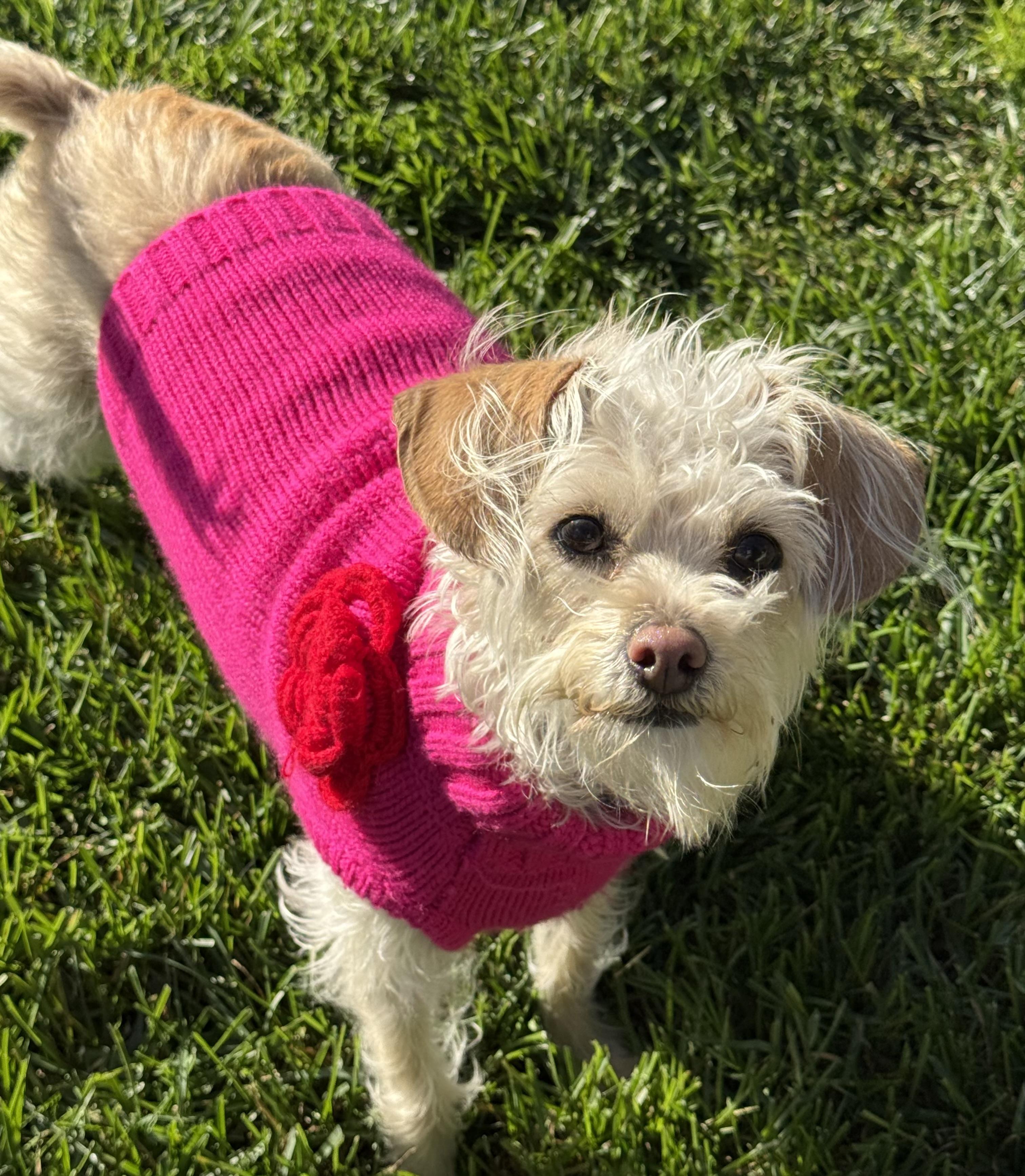 Enlarge Sally, an adoption pending mixed breed in Danville, CA image 3/4