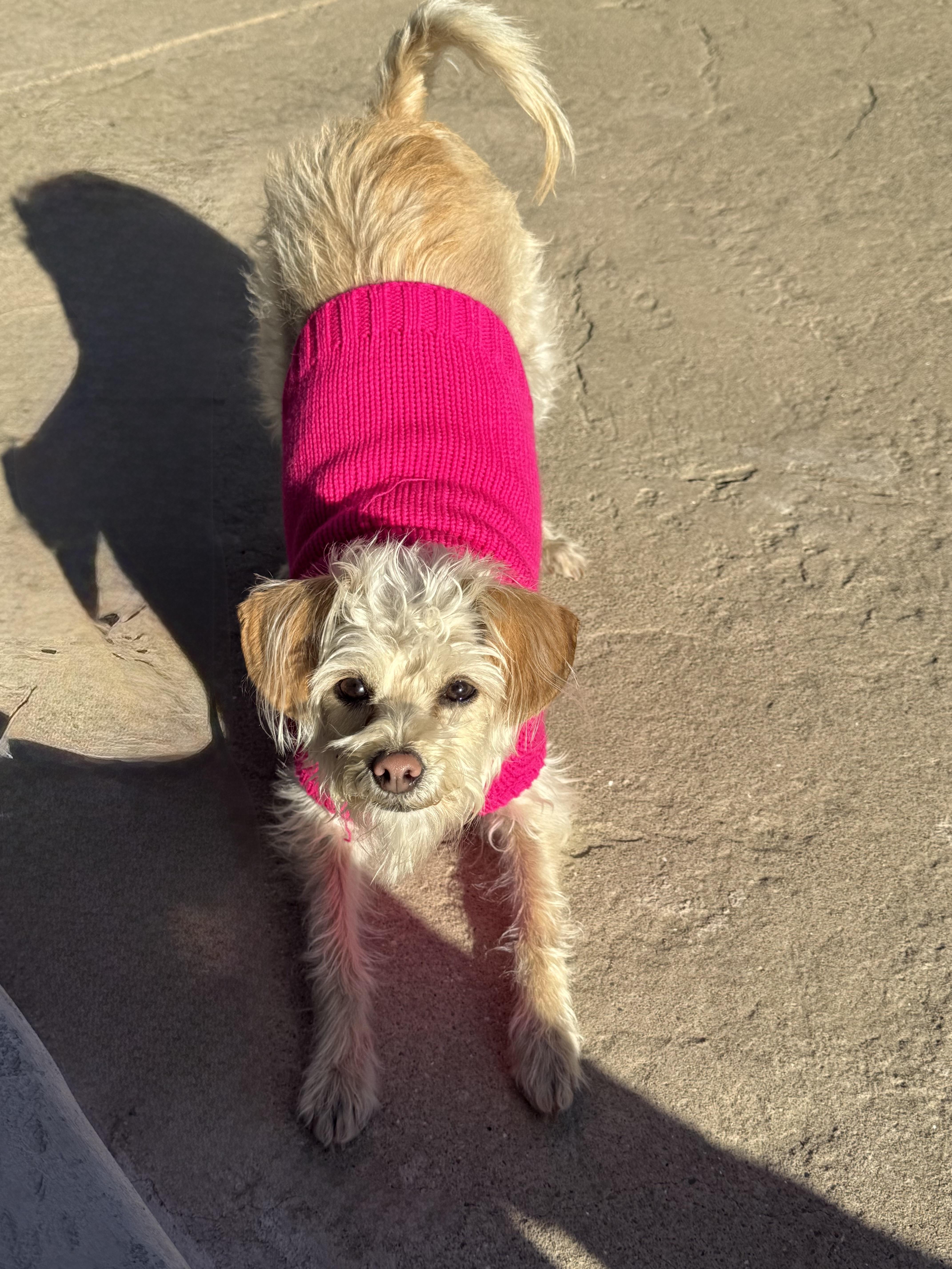 Enlarge Sally, an adoption pending mixed breed in Danville, CA image 2/4