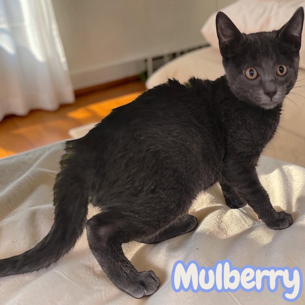 Enlarge Mulberry, a Adoptable Domestic Short Hair in Sorrento, LA image 1/2