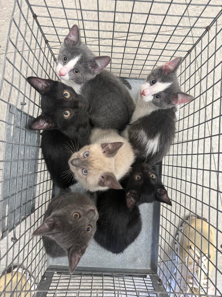 Enlarge Mulberry, a Adoptable Domestic Short Hair in Sorrento, LA image 2/2