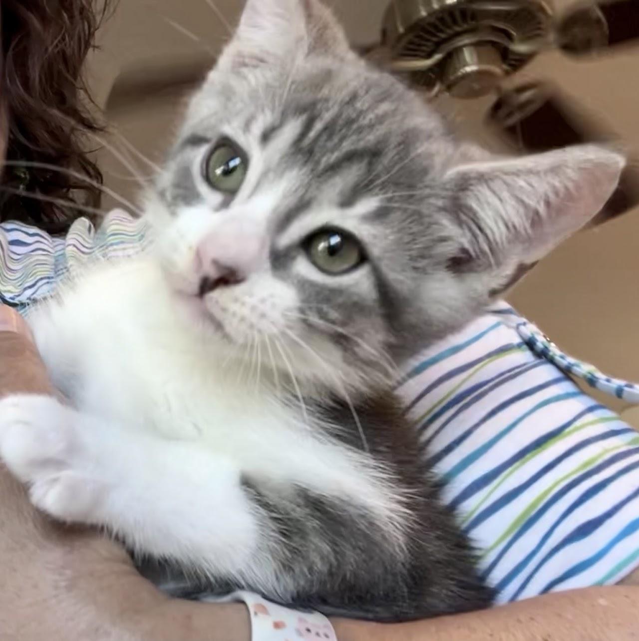 Morningwood, Adoptable, Young Male Tabby.