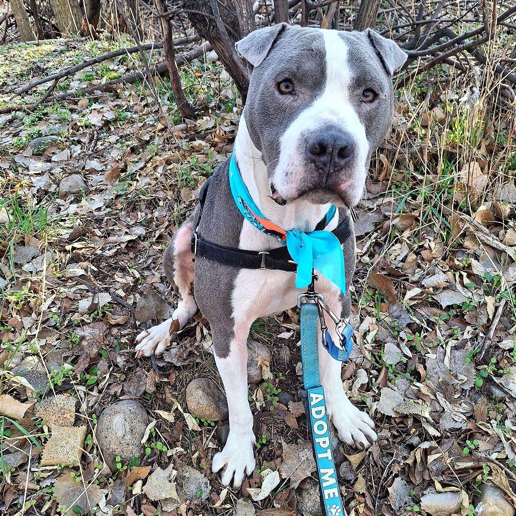 Enlarge Lil' Ears McGee, a Adoptable Pit Bull Terrier in Murray, UT image 1/5