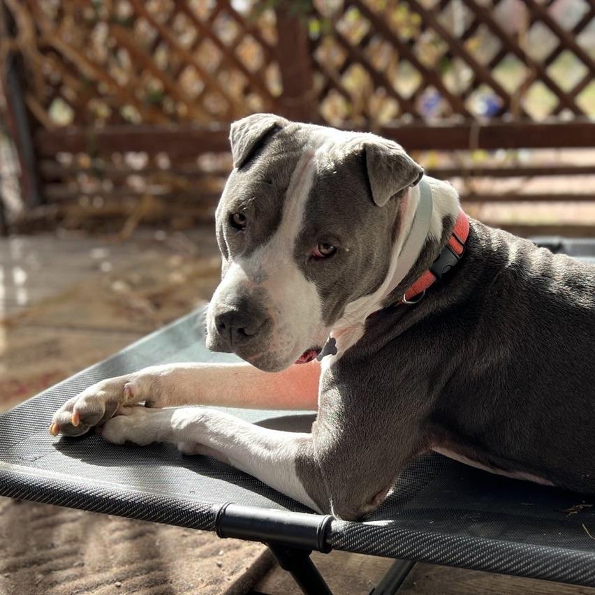Enlarge Lil' Ears McGee, a Adoptable Pit Bull Terrier in Murray, UT image 2/5