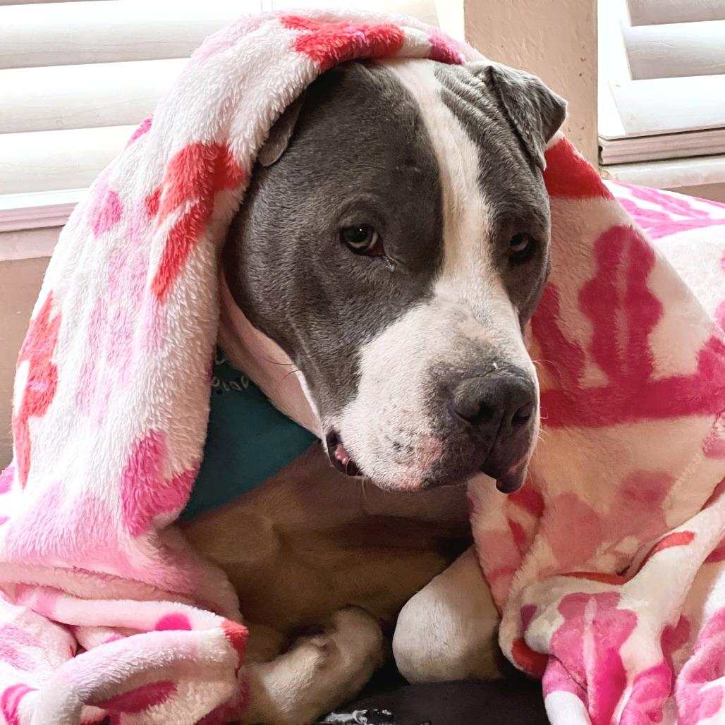 Enlarge Lil' Ears McGee, a Adoptable Pit Bull Terrier in Murray, UT image 3/5