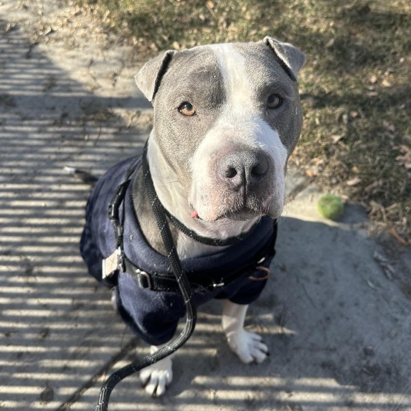 Enlarge Lil' Ears McGee, a Adoptable Pit Bull Terrier in Murray, UT image 4/5