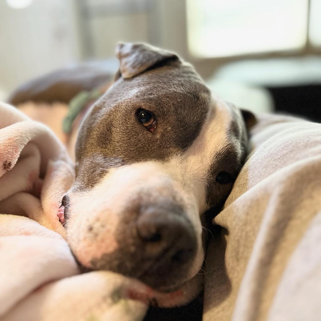 Enlarge Lil' Ears McGee, a Adoptable Pit Bull Terrier in Murray, UT image 5/5