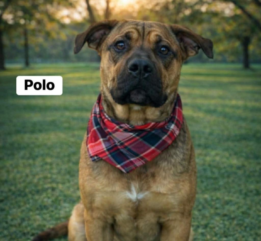 Polo, Adoptable, Young Male Mixed Breed.