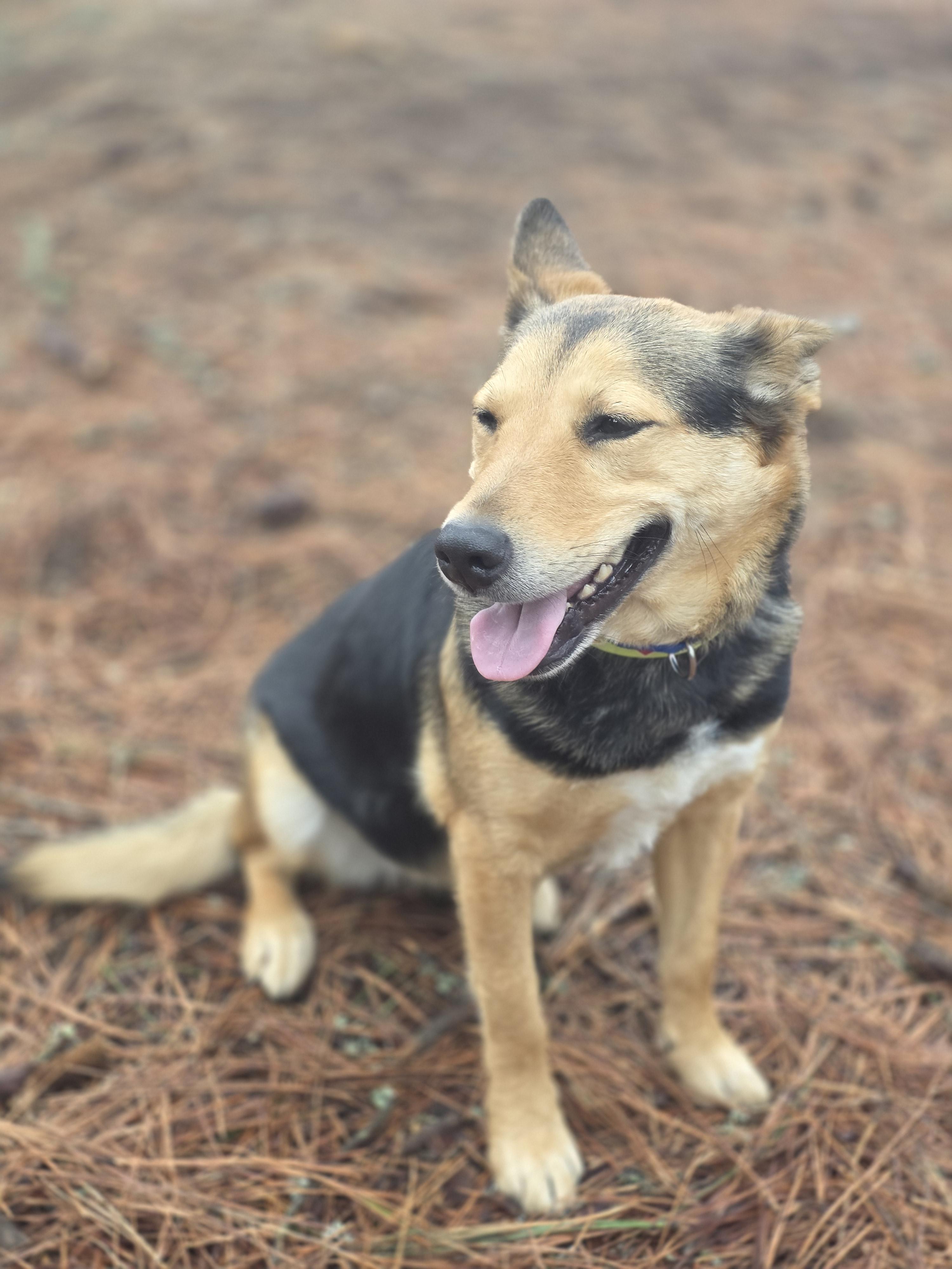 Enlarge Christine, an adopted Shepherd in Elk, WA image 3/6